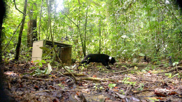 Second sun bear released into the Tabin wildlife reserve