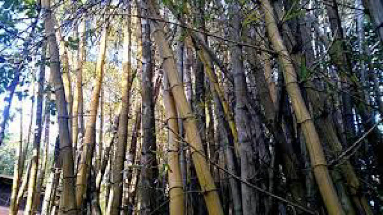 Bamboo supply for pandas still comes from Kg Kundur Hulu