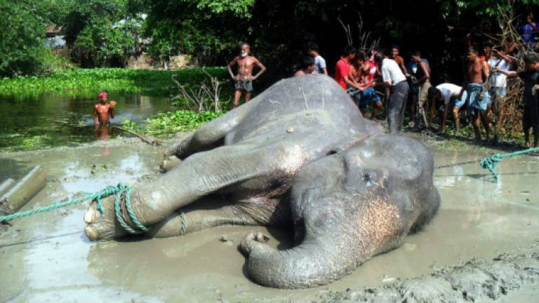 Flood-hit elephant that travelled 1700km dies in Bangladesh