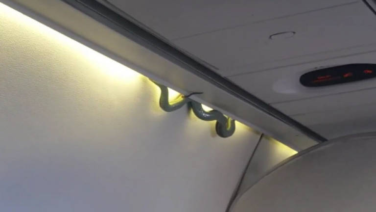 Snake on a plane a first-class surprise in Mexico