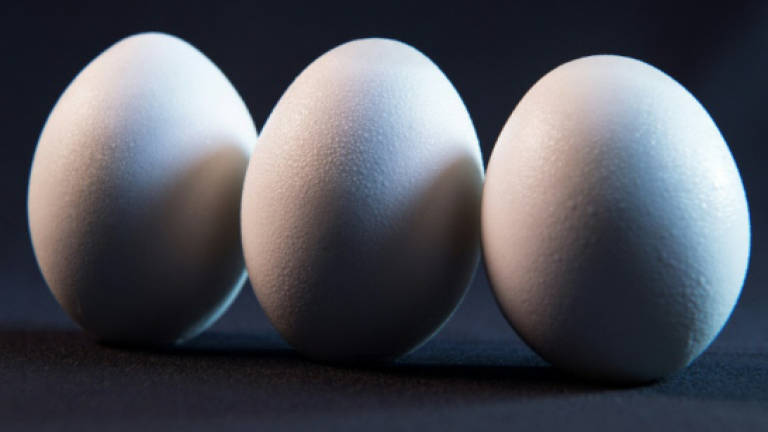 Dutch, Belgians launch raids over contaminated eggs