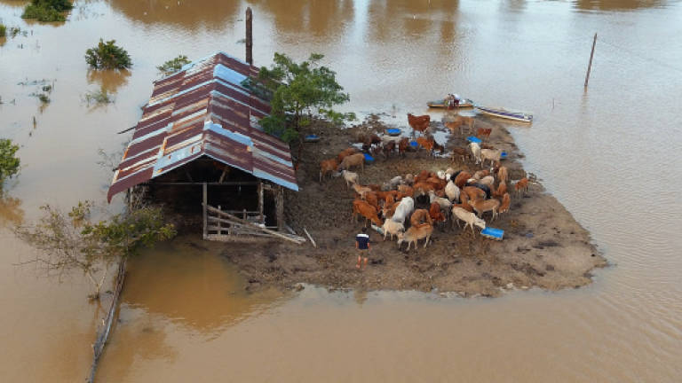 Flood victims in Johor, Pahang decrease this morning