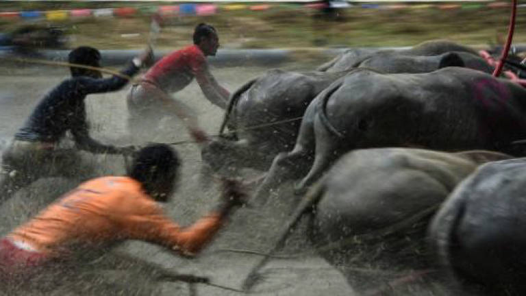 Mud baths and faceplants: Running of the bulls Thai style