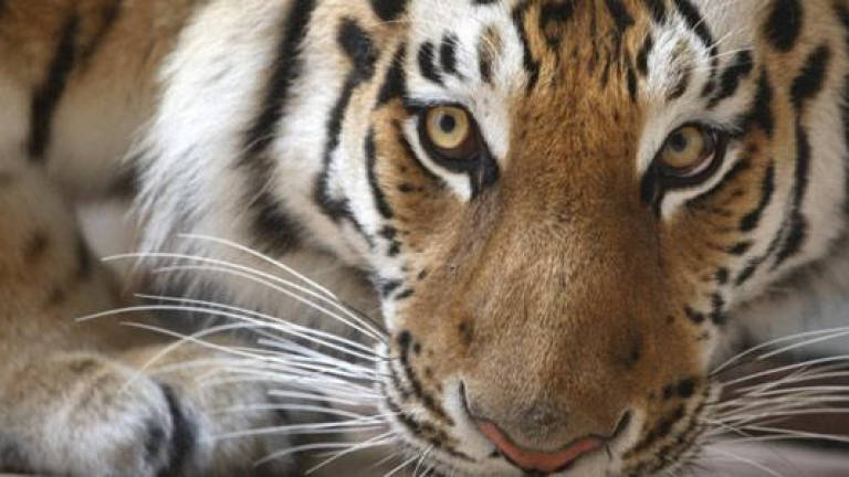 Tiger hit by MPV on LPT2 dies