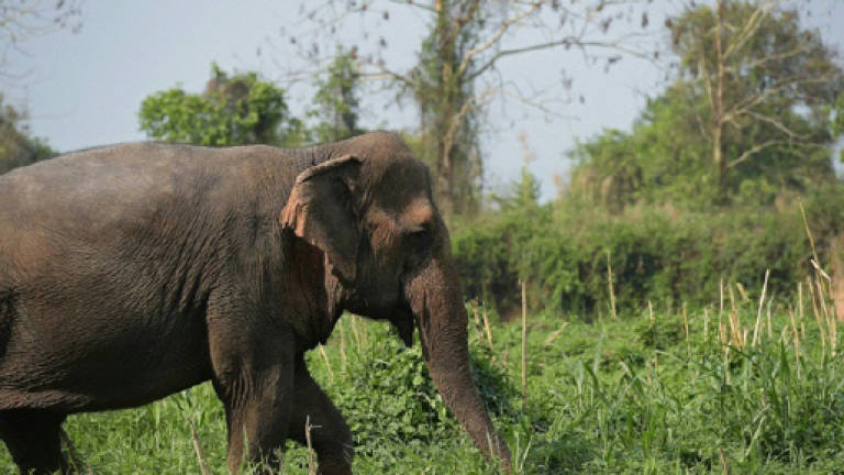 Kinabatangan elephants threatened by bridge and road development
