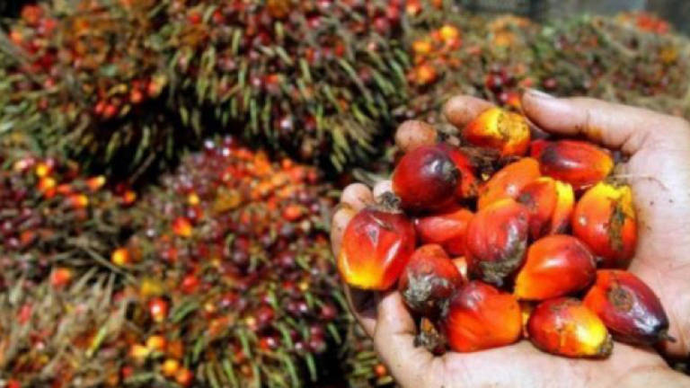 No more 'palm oil free' label within 3-4 years