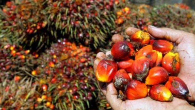 'No-palm oil' labels claims misleading: Belgian court