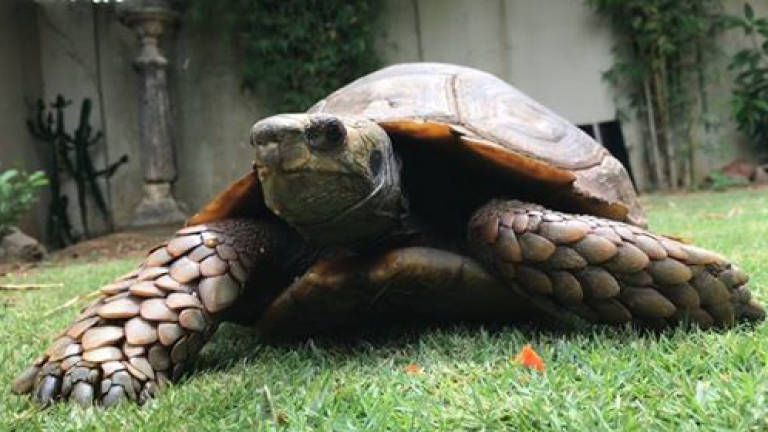 Ben the centenarian tortoise recovered