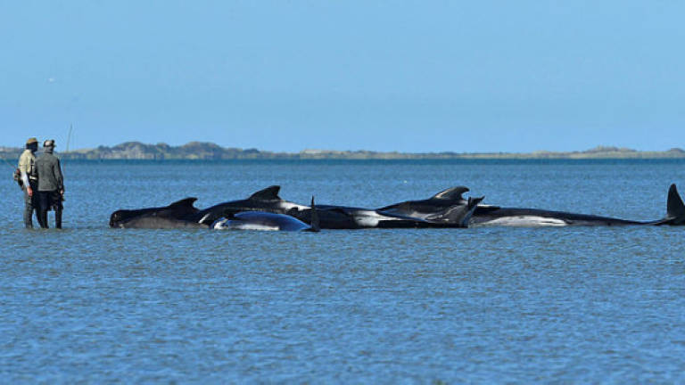 About 200 beached whales refloat themselves in New Zealand