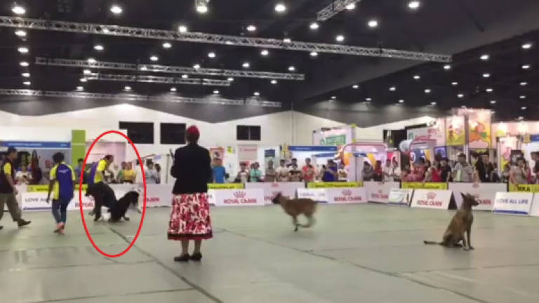 (Video) Viral video shows trainer kicking dog at pet show