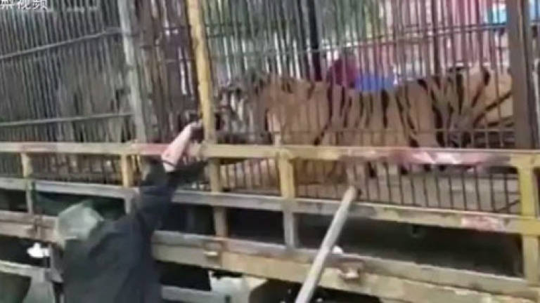 Grandfather loses two fingers after feeding banknotes to tiger (Video)