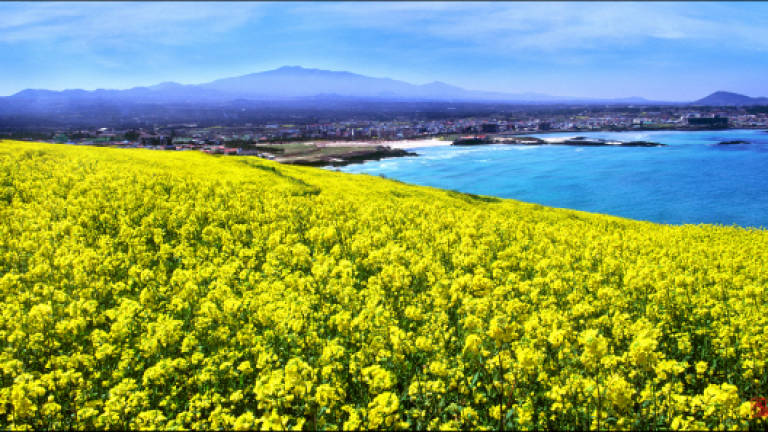 Wonders of Jeju in spring