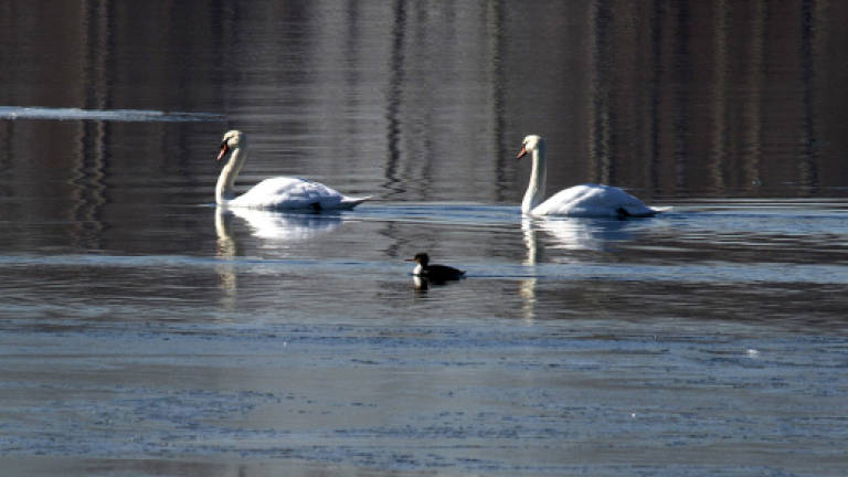 New York declares war on swans