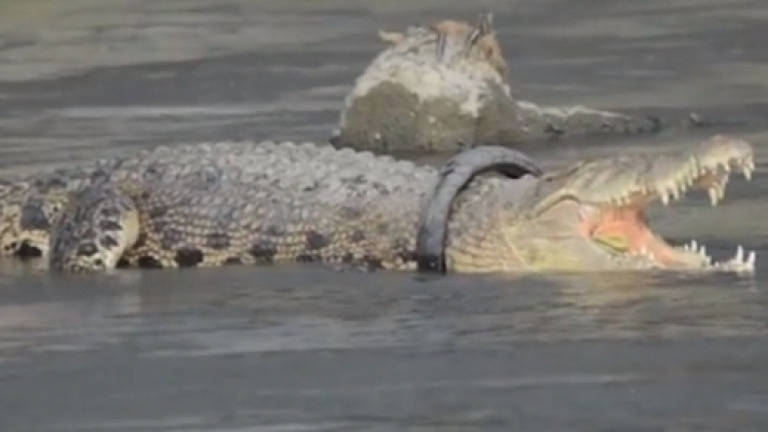 Croc struggles with tyre stuck round neck for two years (Video)