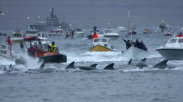 Activists urge EU to rebuke Denmark for Faroe whale hunt