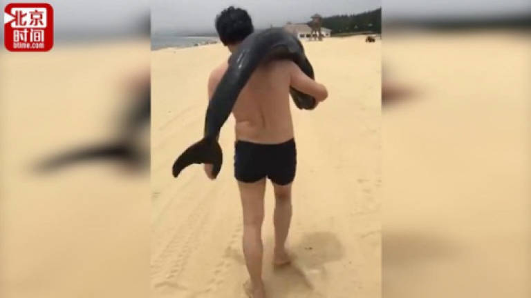 Hunt for tourist who grabbed live dolphin from beach
