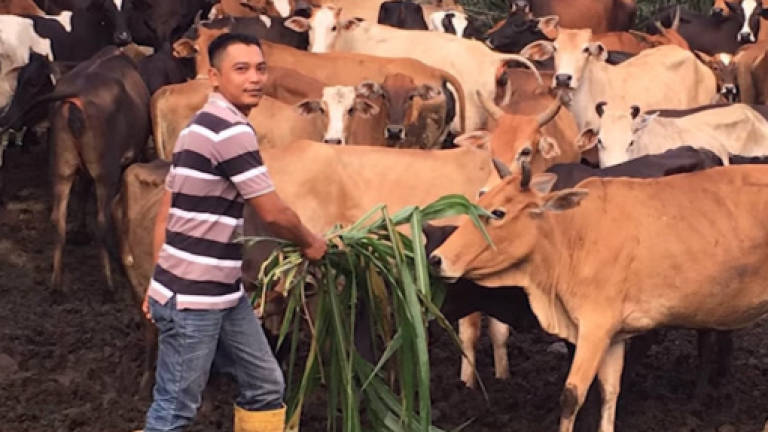 From Standard 6 dropout to cattle farming millionaire