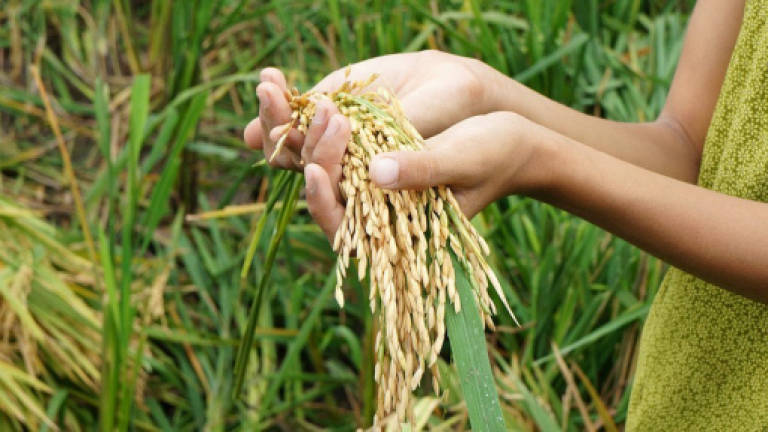 RM200 monthly aid encourages paddy farmers to increase production