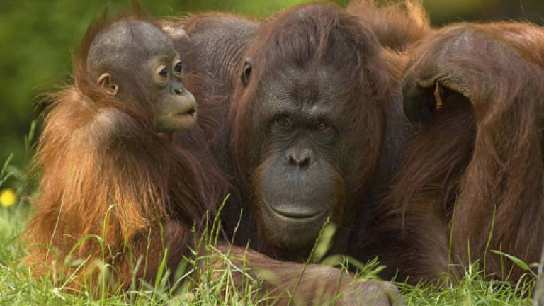 Orang Utan population in Sabah stable over 20 years, says 2 NGOs