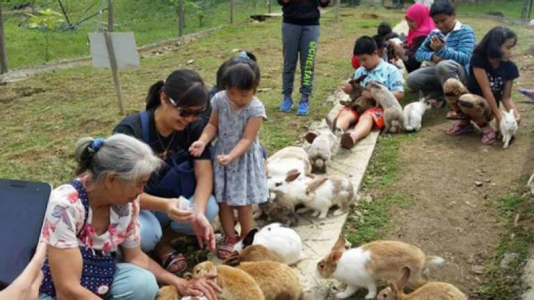 Pet lover's hobby turns into business earning RM300,000 annually