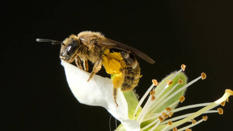 EU to ban bee-killing pesticides