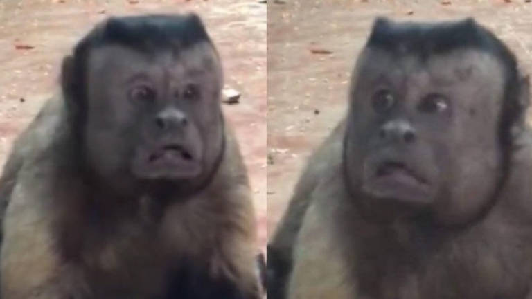 Monkey with human-like face becomes Internet sensation (Video)