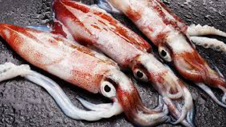 Foreign fishermen after high-quality squids