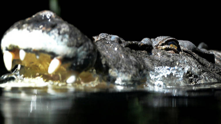 SFC's SWAT culls crocodile in Sungai Rimbas