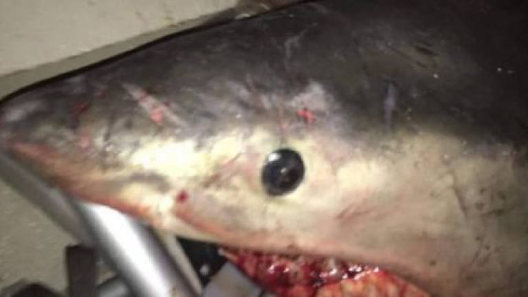 Great white shark jumps into Australian fisherman's boat