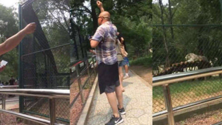 (Video) Zoo visitors throw rocks at tiger to get it to move