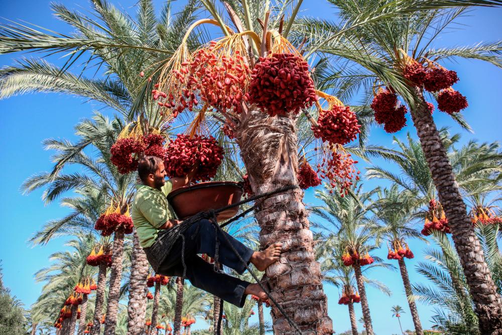 A Palestinian farmer picks dates from a palm tree during the harvest in Deir al-Balah in the central Gaza Strip on September 24, 2019. © SAID KHATIB / AFP