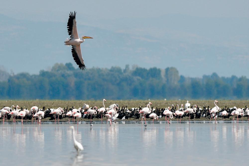 Flocks of pelicans and flamingos in the lake of Kerkini, near the Belles mountain (Belasitsa in Bulgarian) at the border of Greece and Bulgaria. NIKOLAY DOYCHINOV / AFP