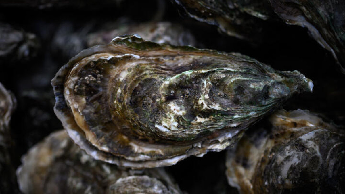 This photo taken on January 19, 2024 shows an oysters at the port of La Teste in the bay of Arcachon, south-western France. - AFP