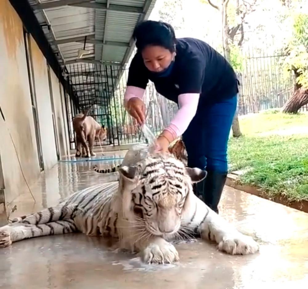 A screenshot from the video showing the tiger’s bath time. – TikTok/@thongmuantiger