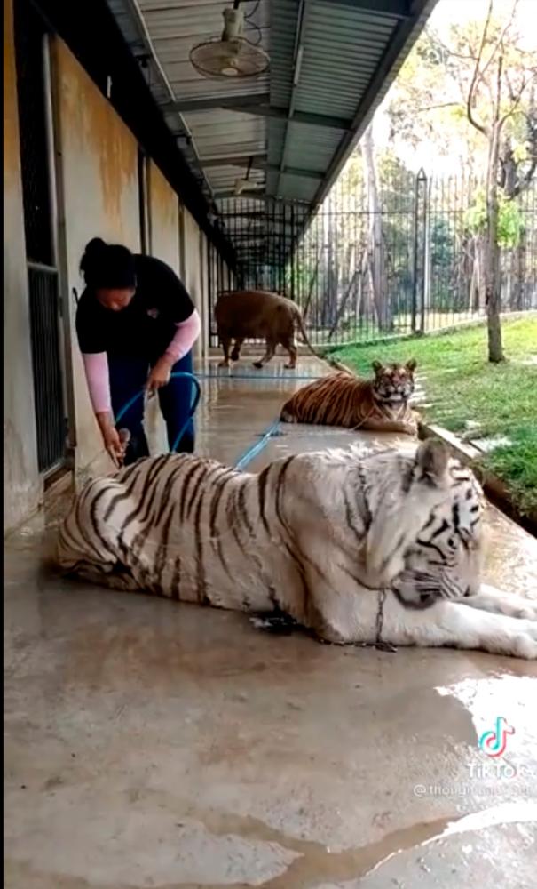 $!The tiger appeared to be more interested in licking itself while the woman bathed it. – TikTok/@thongmuantiger