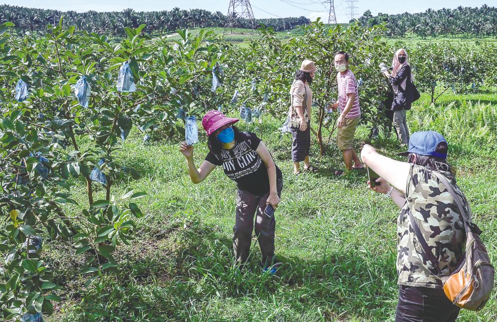 Visitors at one of the farms in Selangor Fruit Valley. Adib Rawi Yahya/THESUNpix