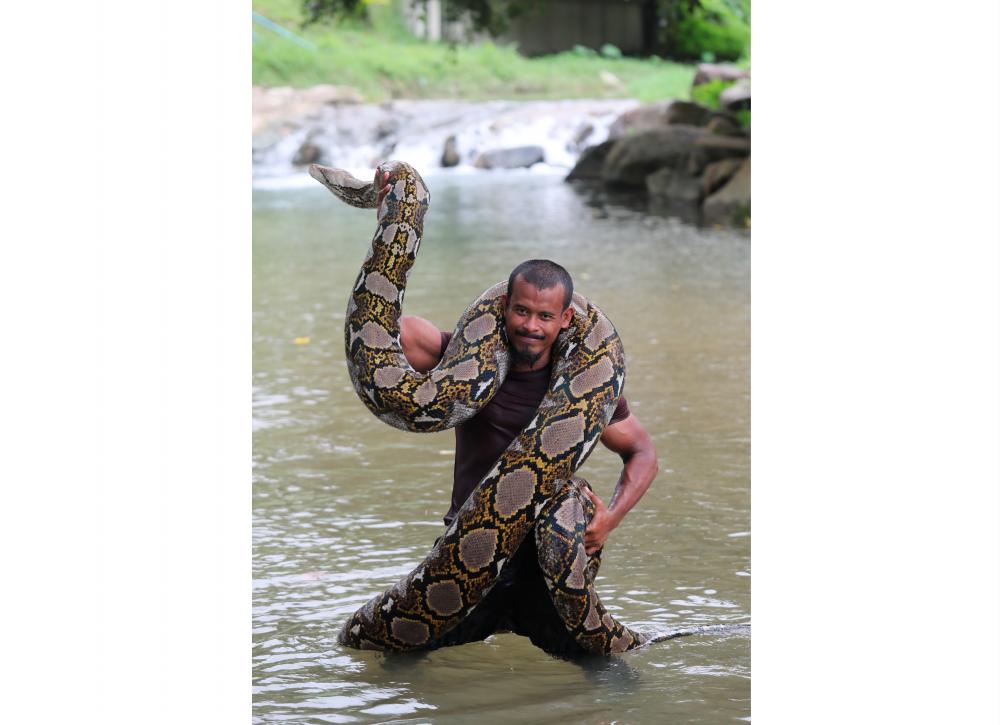 $!SLITHERY COMPANION ... Retired policeman Mohd Redzuan Abdullah Zawawi with his 240kg pet python at the Sungai Pinang Recreation Park in Balik Pulau, Penang. The serpent, named ‘Cik Kiah’ and said to be the largest in Asia, has been with Mohd Redzuan since he found it in Teluk Bahang 15 years ago. – MASRY CHE ANI/THESUN