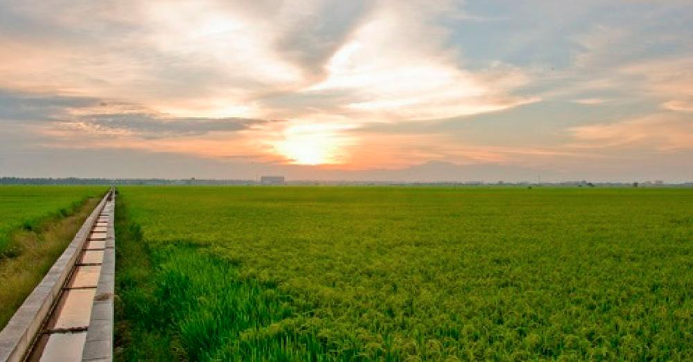 Sekinchan Paddy Field- SEVENPIE $!Sekinchan Paddy Field- SEVENPIE