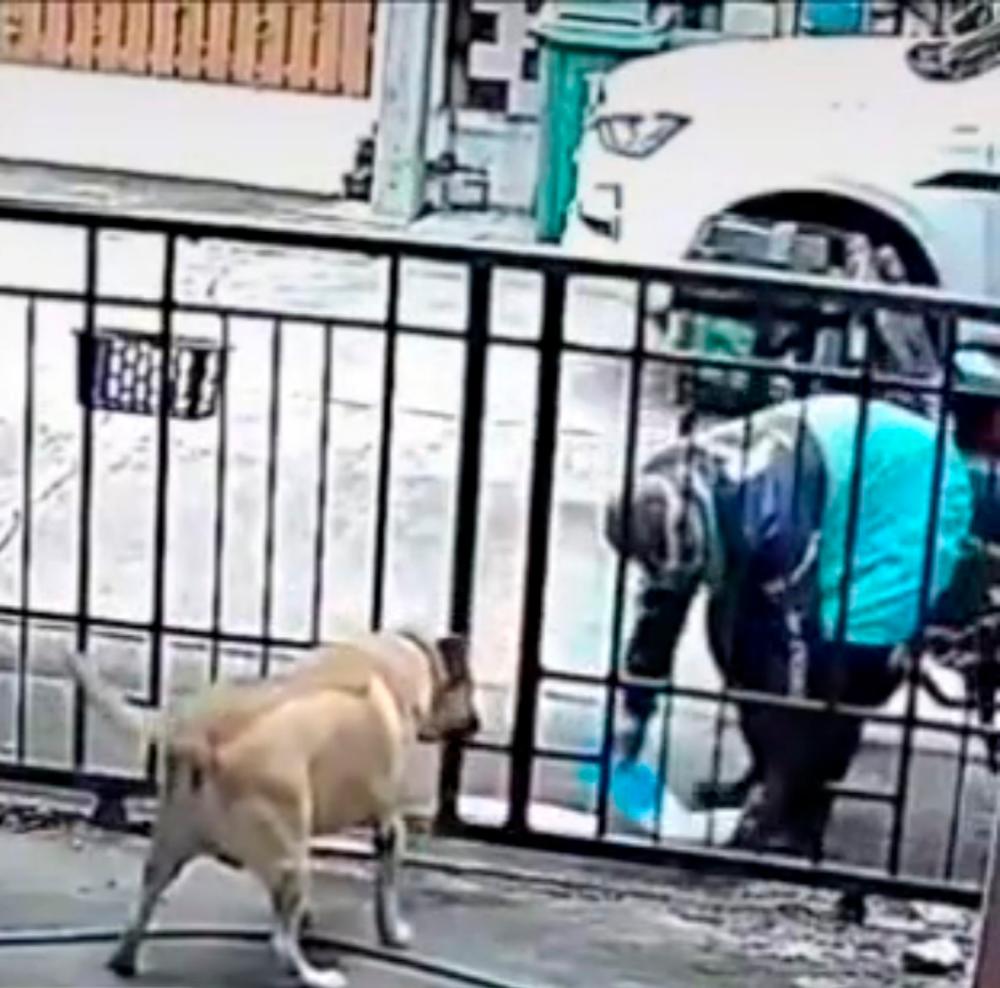 A screengrab from the video showing the food delivery rider feeding the dog. – @amypetsstore TikTok