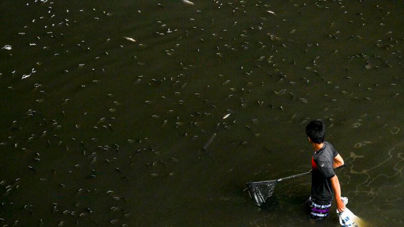 Thailand has netted more than 1.3 million kilograms of highly invasive blackchin tilapia fish - AFPpix