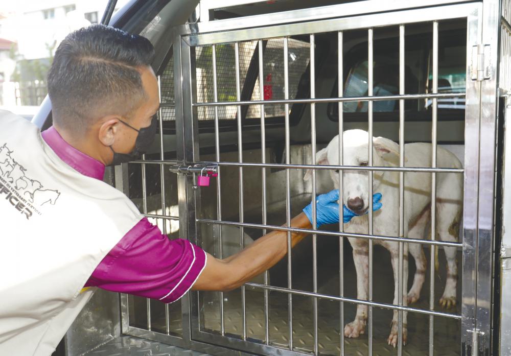$!A veterinarian accompanying the dog outside the sessions court in Penang yesterday. – MASRY CHE ANI/THESUN