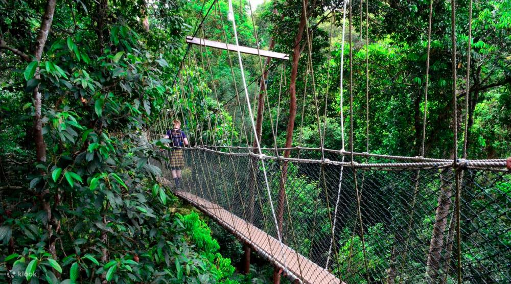 Taman Negara National Park – KLOOK