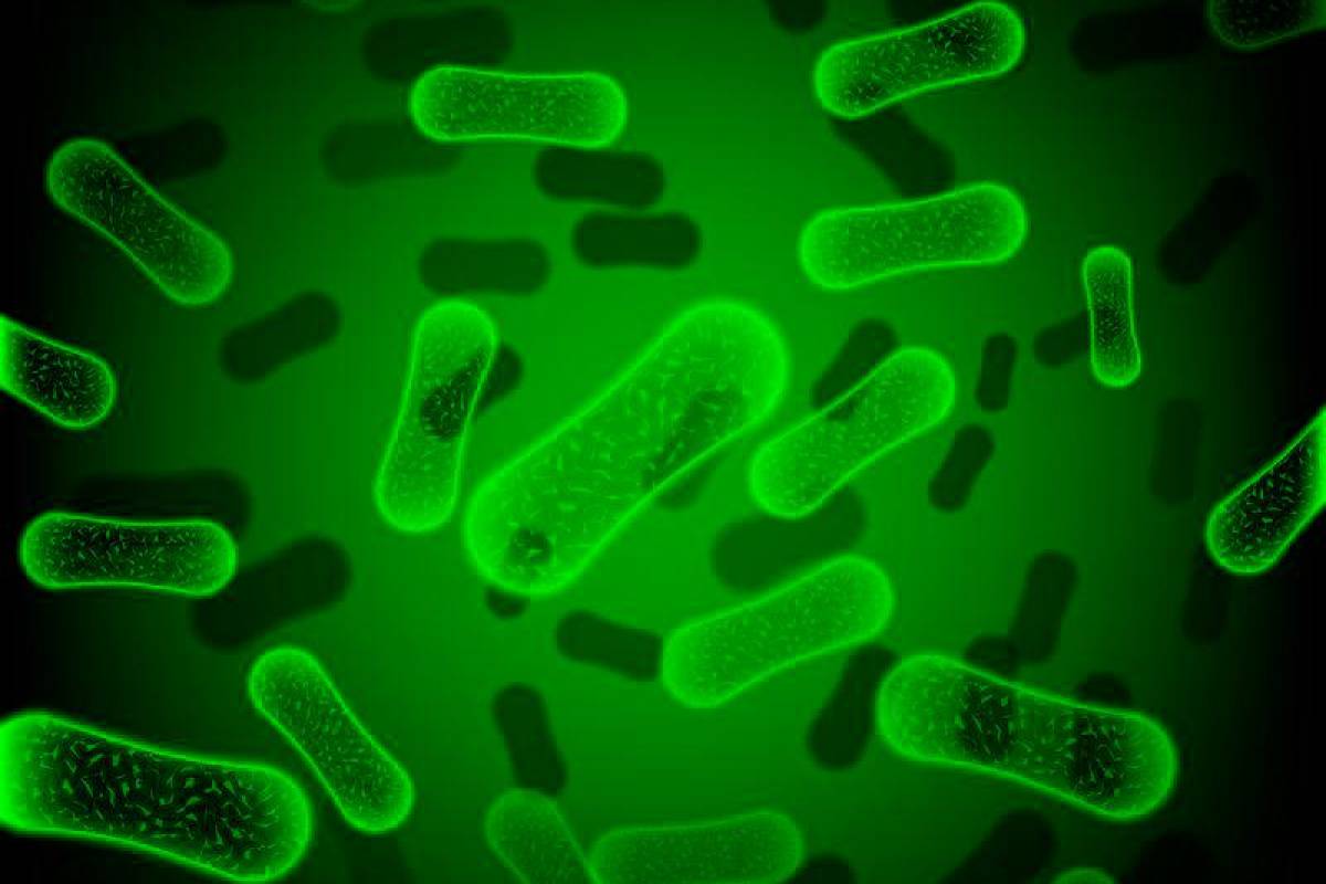 E.coli can turn plastic into painkillers, chemists discover