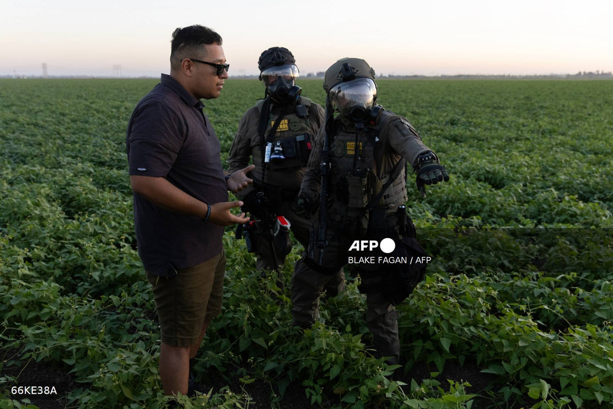 Farm worker dies after US immigration raid in California cannabis farm
