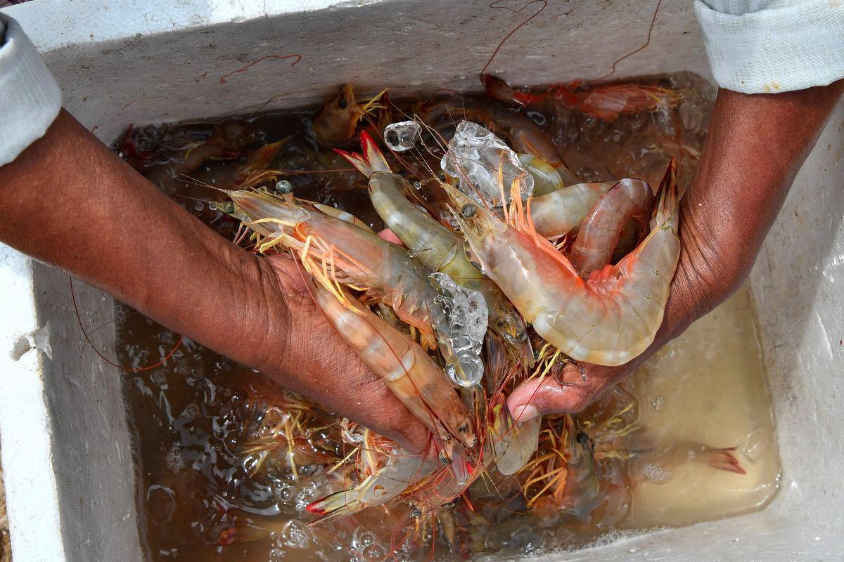 NEKMAT expands aquaculture project with RM3 million white shrimp farming