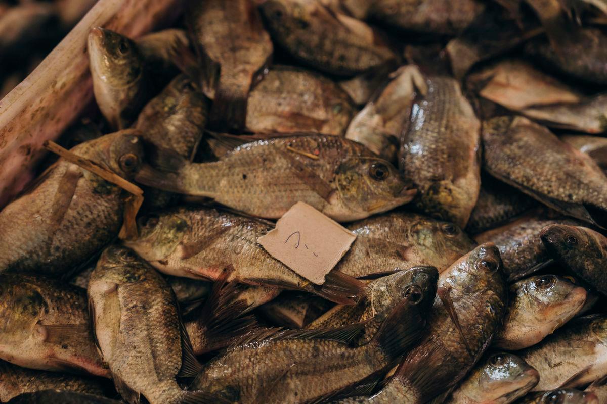 Ribuan ikan tilapia mati di Sungai Kinta bukan akibat pencemaran