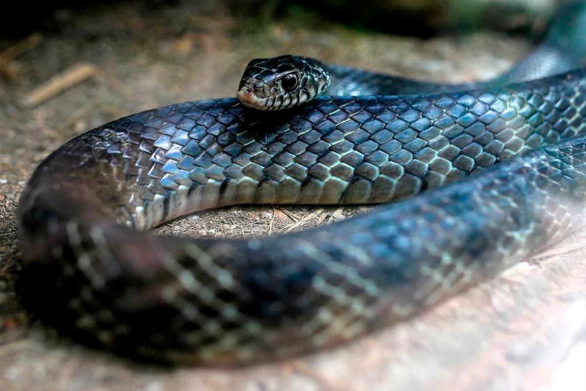 Snakes on a plane: Indian smuggler caught with venomous vipers