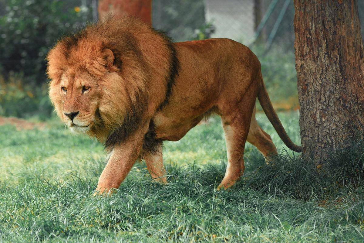 Escaped lion shot dead in Turkey after attacking worker