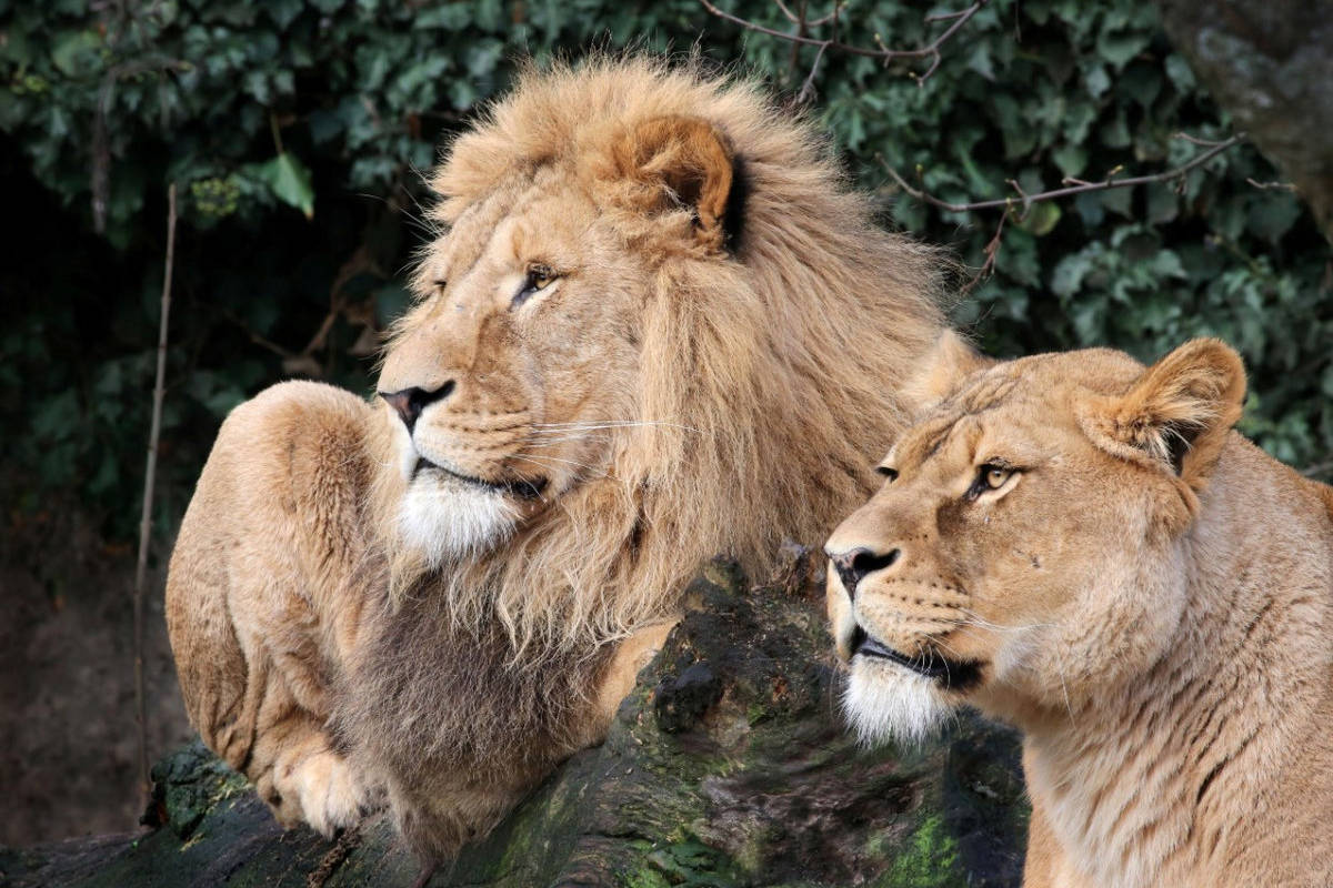 Pakistan seizes 18 pet lions in Punjab crackdown after attack