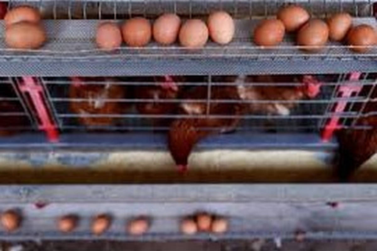 Salmonella outbreak spreads across seven US states